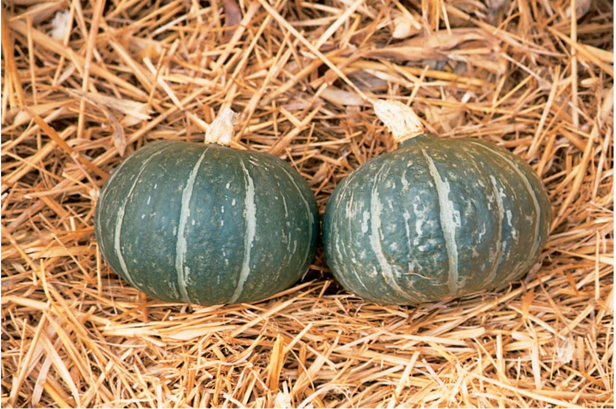 Cha-Cha – Organic Kabocha Squash Seed